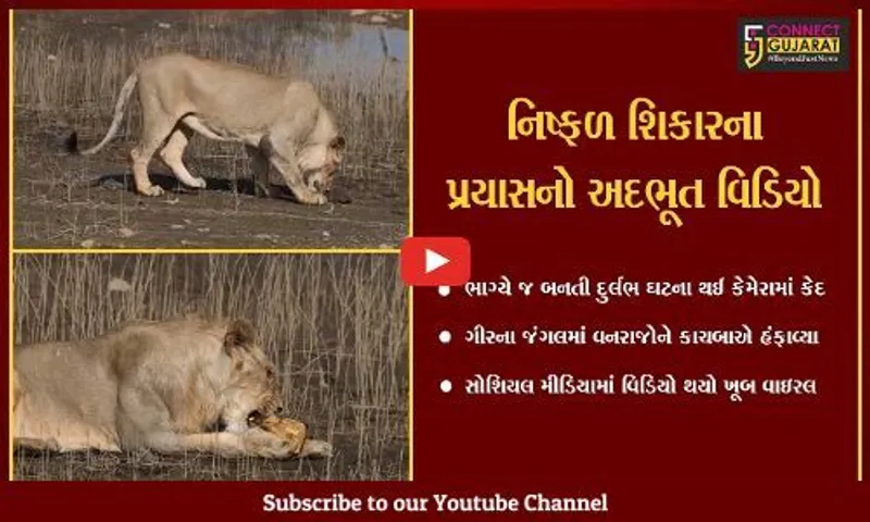 ભાગ્યે જ જોવા મળતી જંગલની અદભૂત ઘટના કેમેરામાં કેદ, જુઓ સાસણના વનરાજોને કાચબાએ કેવા હંફાવ્યા…