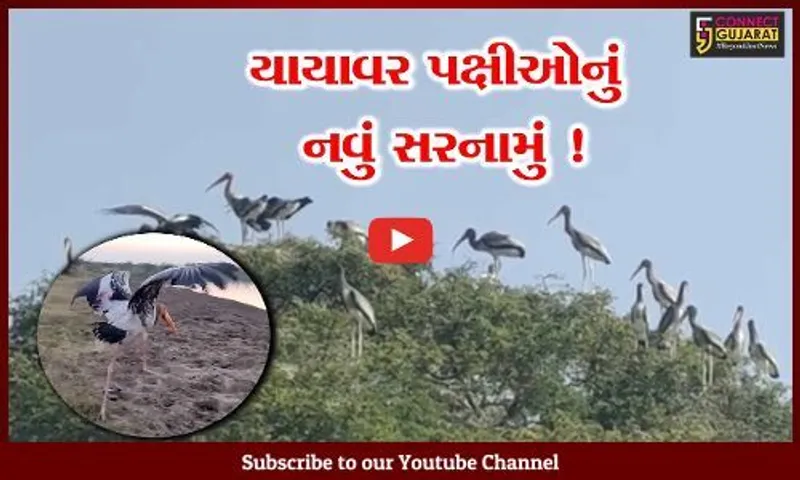 ભરૂચ: શિયાળાની ફુલ ગુલાબી ઠંડીમાં વિદેશી પક્ષીઓ આ જગ્યાના બન્યા મહેમાન, જુઓ નયનરમ્ય દ્રશ્યો
