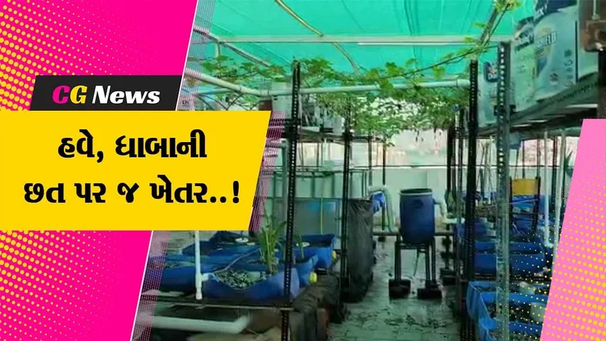 વડોદરા : ધાબા પર જ ઇજનેર યુવાને બનાવ્યું ખેતર, એક્વાપોનિક્સથી ખેતી કરી ચીંધ્યો નવો રાહ...