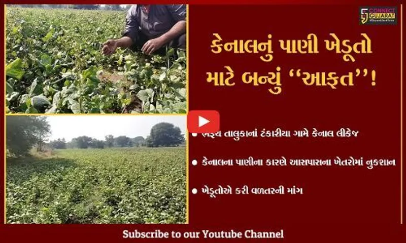 ભરૂચ: ટંકારીયા ગામે કેનાલ લીકેજ થવાના કારણે ખેડૂતોના પાકને વ્યાપક નુકશાન,વળતરની માંગ