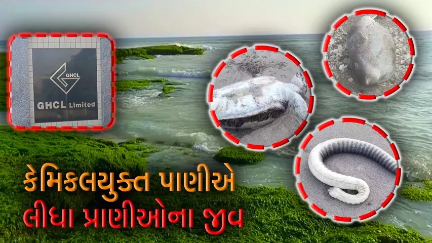 ગીર સોમનાથ : સુત્રાપાડા નજીક દરિયા કિનારે કાચબા અને માછલીઓના મોત, કેમિકલયુક્ત પાણી છોડવામાં આવતું હોવાના આક્ષેપ...