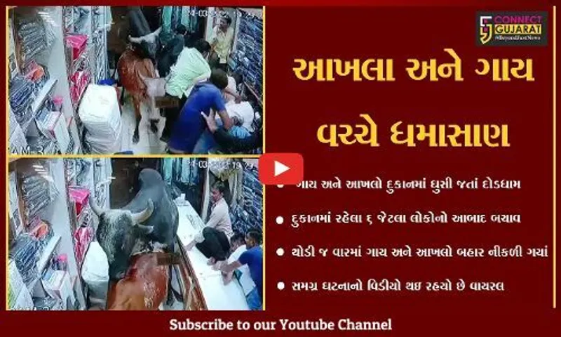 સુરેન્દ્રનગર : ચોટીલામાં આખલાથી બચવા ગાય કપડાની દુકાનમાં ઘુસી, જુઓ LIVE દ્રશ્યો