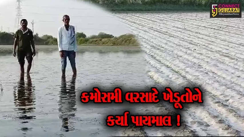 પાટણ: સાંતલપુર તાલુકાના જેકડા ગામ ખાતે થયેલા કમોસમી વરસાદના કારણે 600થી વધારે ખેડૂતો થયા પાયમાલ !