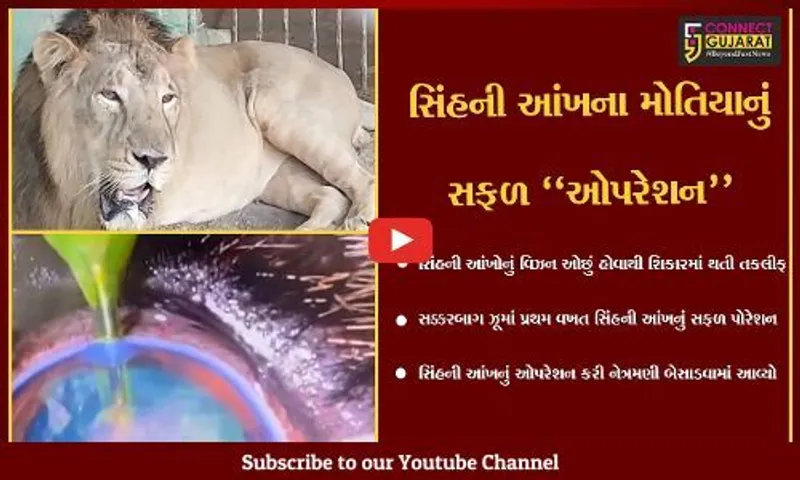 જુનાગઢ : સક્કરબાગ ઝૂના ઇતિહાસની પ્રથમ ઘટના, સિંહની આંખના મોતિયાનું ઓપરેશન કરી નેત્રમણી બેસાડ્યો...