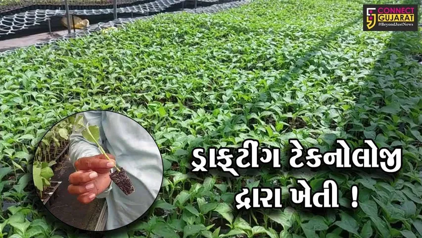 સાબરકાંઠા: ડ્રાફ્ટીંગ ટેકનોલોજી દ્રારા શાકભાજીના છોડનુ વાવેતર, જુઓ શું હોય છે આ ટેક્નોલોજી