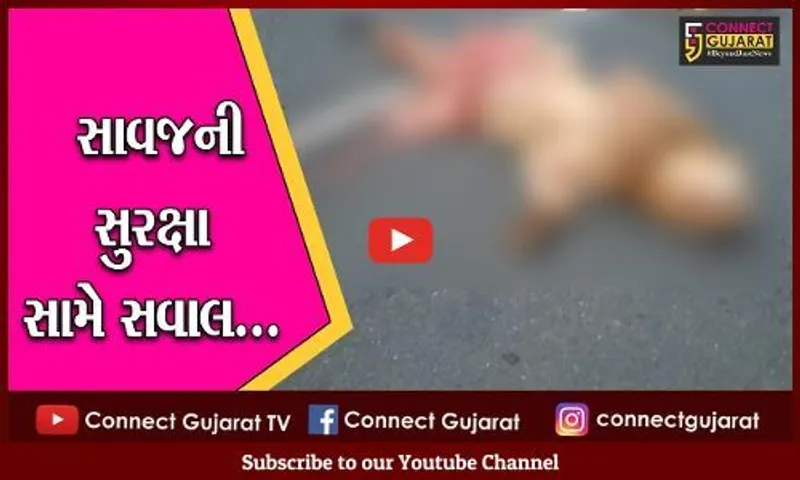 અમરેલી : અજાણ્યા વાહનની ટક્કરે સિંહનું મોત, સાવજની સુરક્ષા મામલે વન વિભાગ બે'દરકાર...