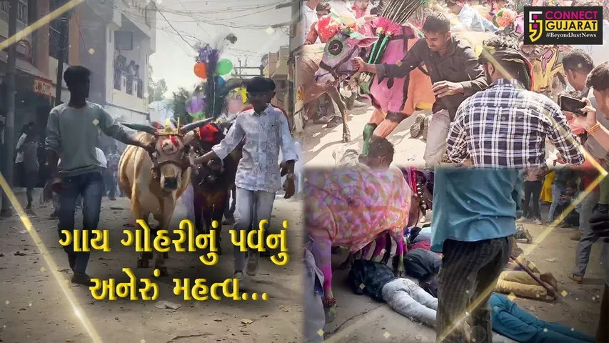 દાહોદ : ગાયોના ઝુંડ નીચે કચડાવાની અનોખી પરંપરા “ગાય ગોહરી”, શણગારેલા ગૌધનને જોવા ઉમટે છે ભીડ...