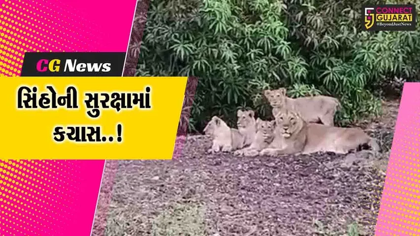 અમરેલી : સિંહણનું દરિયામાં ડૂબી જવાથી મોતની રાજ્યમાં પ્રથમ ઘટના, વનતંત્રની કામગીરી સામે સવાલ..!