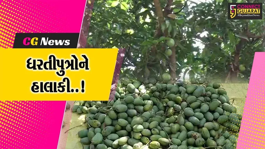 જુનાગઢ : વંથલી પંથકમાં ભારે પવન સાથે માવઠું વરસતા આંબા પરથી કેરીઓ ખરી પડી, ખેડૂતોને મોટું નુકશાન