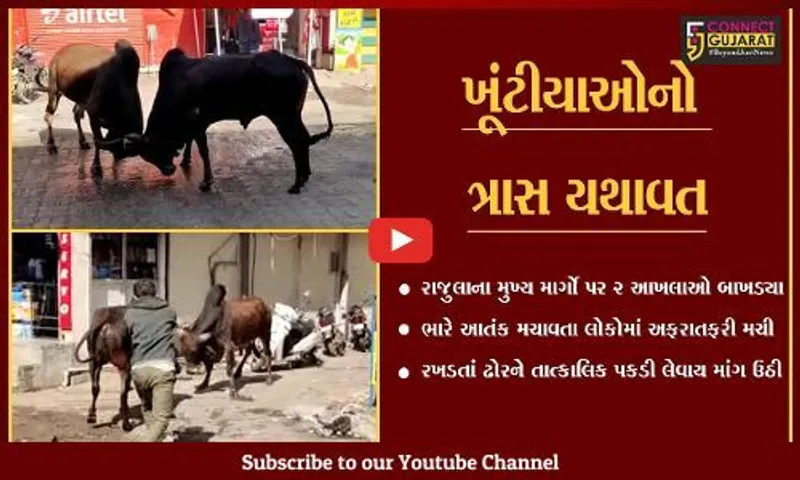 અમરેલી : રાજુલામાં સતત 20 મિનિટ સુધી ચાલ્યું 2 આખલાઓનું યુદ્ધ, લોકોમાં અફરાતફરી…