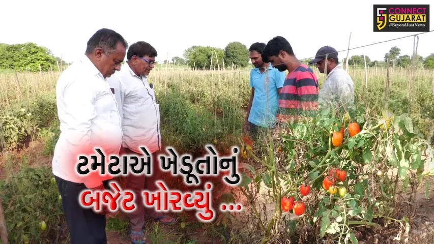 અરવલ્લી : ટામેટાં પકવતા ખેડૂતોને આવ્યો રાતા પાણીએ રોવાનો વારો, માત્ર 2 રૂપિયે કિલો વેચાયા ટામેટાં...