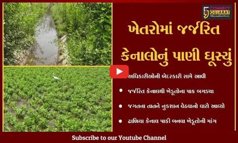 છોટાઉદેપુર : જર્જરિત કેનાલોમાંથી બિનજરૂરી પાણી ખેતરોમાં ઘૂસતા ખેડૂતોનો પાક નષ્ટ