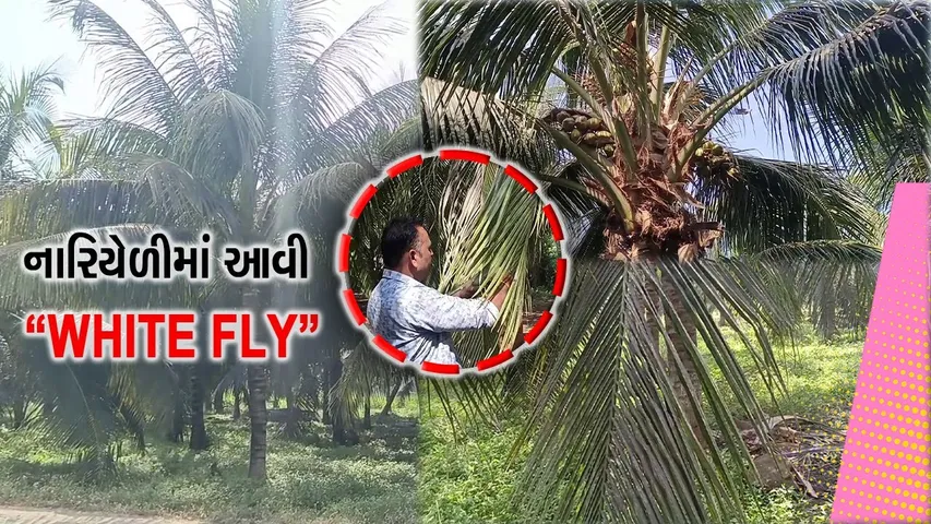 ગીર સોમનાથ : નારિયેળીમાં સફેદ માખી નામના રોગનું પ્રમાણ વધ્યું, ખેડૂતોની પડતાં પર પાટું જેવી સ્થિતિ...