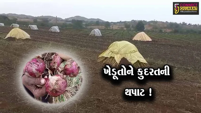 અમરેલી: કમોસમી વરસાદના કારણે ખેડૂતોના પાકને નુકશાન, સરકાર પાસે લગાવી મદદની ગુહાર