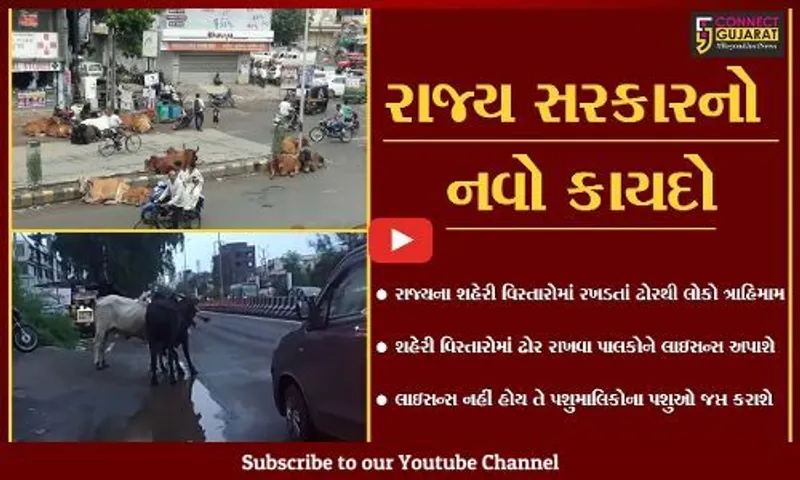 ગુજરાત સરકાર લાવશે "નવો કાયદો" : રખડતાં ઢોરની સમસ્યા નિવારવા પશુપાલકોએ લાઇસન્સ લેવું પડશે...