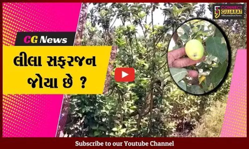 અંકલેશ્વર: પ્રગતિશીલ ખેડૂતે લીલા સફરજનની કરી ખેતી, મબલખ ઉત્પાદન મેળવ્યું