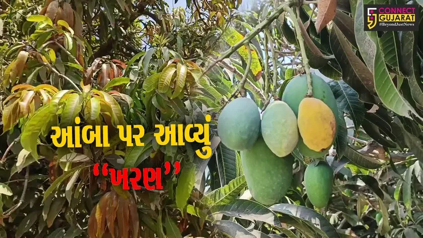 ગીર સોમનાથ : કેસરના આંબા પર ખરણ આવતા ખાખડીઓ ખરી પડી, આ વર્ષે કેરીના ભાવો આસમાને રહેશે..!