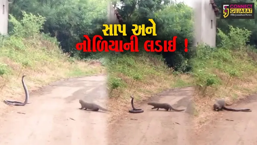 અમરેલી: સાપ અને નોળિયાની અદભુત લડાઈ મોબાઈલ કેમેરામાં કેદ, જુઓ LIVE વિડીયો