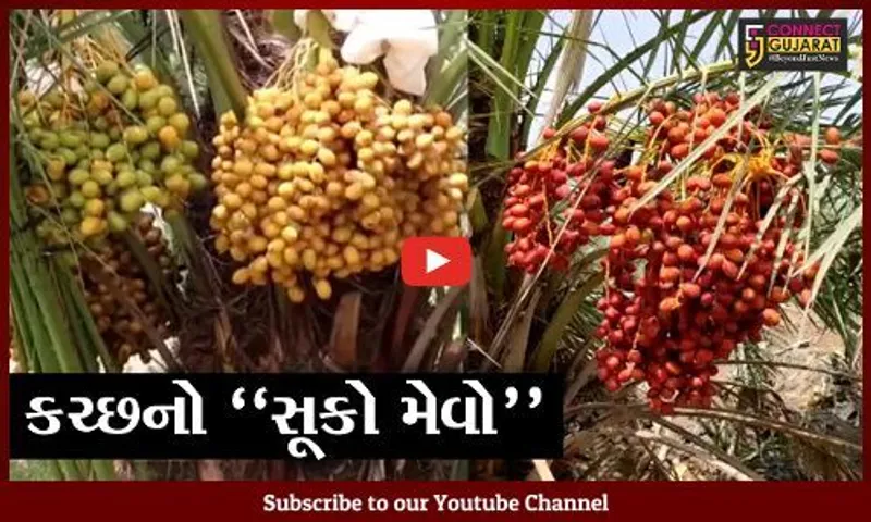 કચ્છ : દેશ-વિદેશમાં પ્રખ્યાત ધ્રબ ગામની "ઈઝરાયેલી" ખારેક, જુઓ કેટલું થાય છે ઉત્પાદન..!