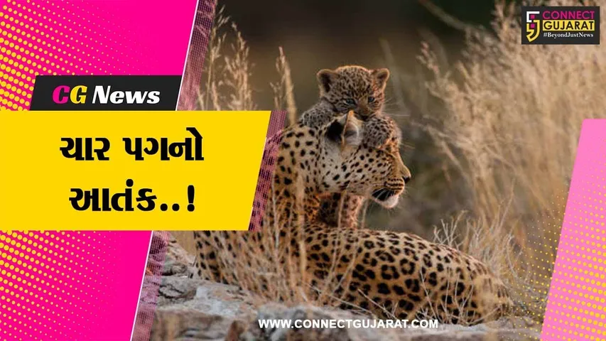 નવસારી : દીપડીના આંટાફેરાથી સ્થાનિકોમાં ભયનો માહોલ, યુવાનો હાથમાં લાકડા લઈ દીપડીને શોધવા નીકળ્યા..!