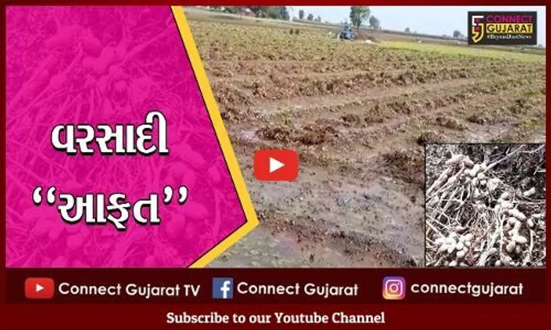 અમરેલી : વડિયા તાલુકામાં પાછોતરા વરસાદે બગાડી ખેડૂતોની દશા, યોગ્ય સહાયની માંગ