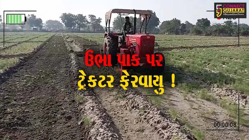 સુરેન્દ્રનગર: સૌની યોજનાથી ખેડૂતોને પાણી બંધ કરાતા જીરુંના પાક પર ટ્રેક્ટર ફેરવાયું,ધરતીપુત્રોને મોટું નુકશાન