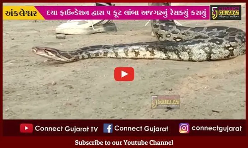 અંકલેશ્વર: અંસાર માર્કેટ નજીક અજગર દેખાતા લોકોમાં નાસભાગ મચી, દયા ફાઉન્ડેશનના સભ્યોએ કર્યું રેસક્યું