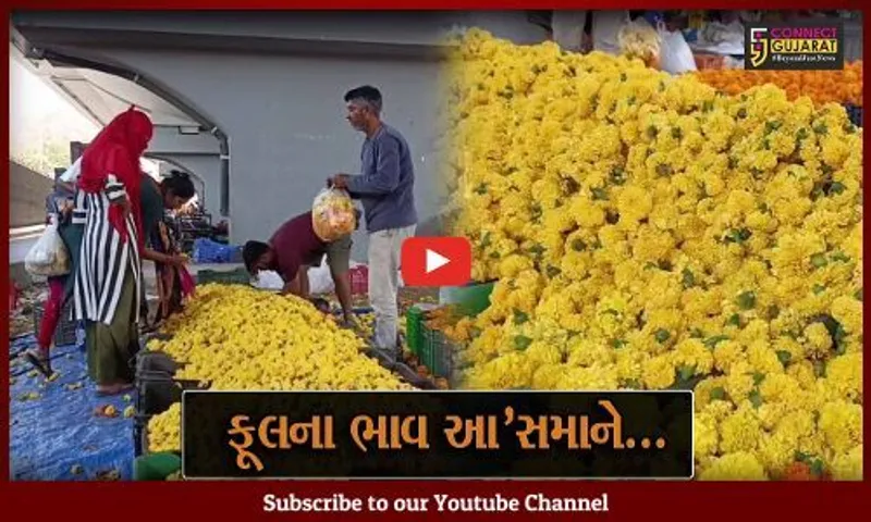 ભરૂચ : કમોસમી વરસાદ અને પૂરના કારણે ફૂલના પાકને મોટું નુકસાન, પાક ઓછો ઉતરતા 5 ગણો ભાવ વધારો...