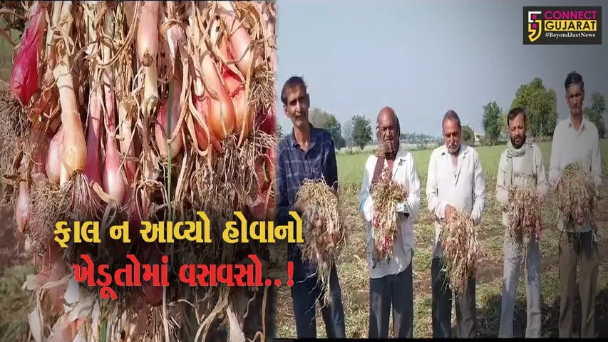 અમરેલી : ડુંગળીના વાવેતરમાં લાખોનું નુકશાન, કંપનીએ નબળી ગુણવત્તાવાળા બીજ આપ્યાનો ખેડૂતોનો આક્ષેપ..!