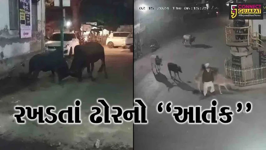 નવસારી : રખડતાં ઢોરોએ છેલ્લા 3 દિવસમાં 3 લોકોને અડફેટે લીધા, પ્રખરતા ઢોર લોકો માટે માથાનો દુ:ખાવો..!