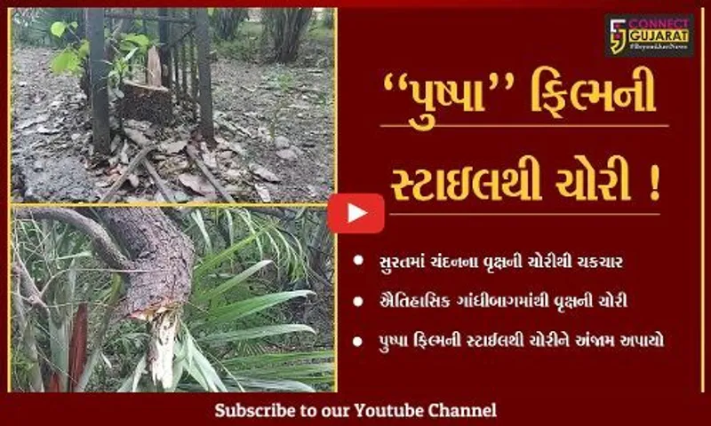 સુરત: પુષ્પા ફિલ્મની સ્ટાઇલથી ઐતિહાસિક ગાંધીબાગમાં ચંદનના વૃક્ષની ચોરી,જુઓ શું છે સમગ્ર મામલો