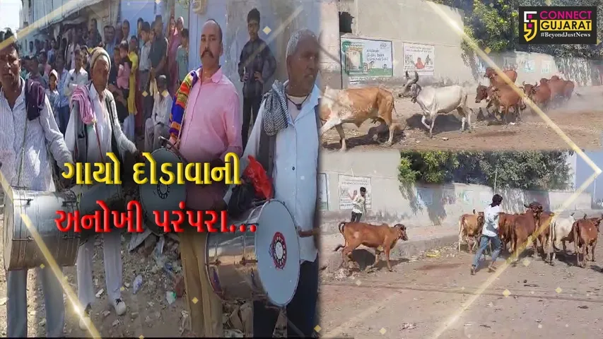 સુરેન્દ્રનગર : બેસતા વર્ષના દિવસે ગાયો દોડાવવાની અનોખી પરંપરા, બળોલ અને વડગામે કરાય ઉજવણી...