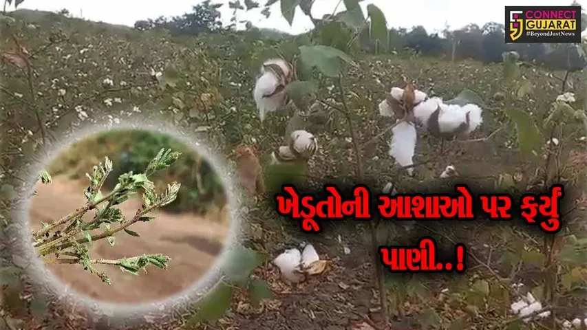 અમરેલી : માવઠાથી ખેતી-પાકોને મહદઅંશે નુકશાન, મોકલી આપ્યો છે સરકારમાં રિપોર્ટ : ખેતીવાડી અધિકારી