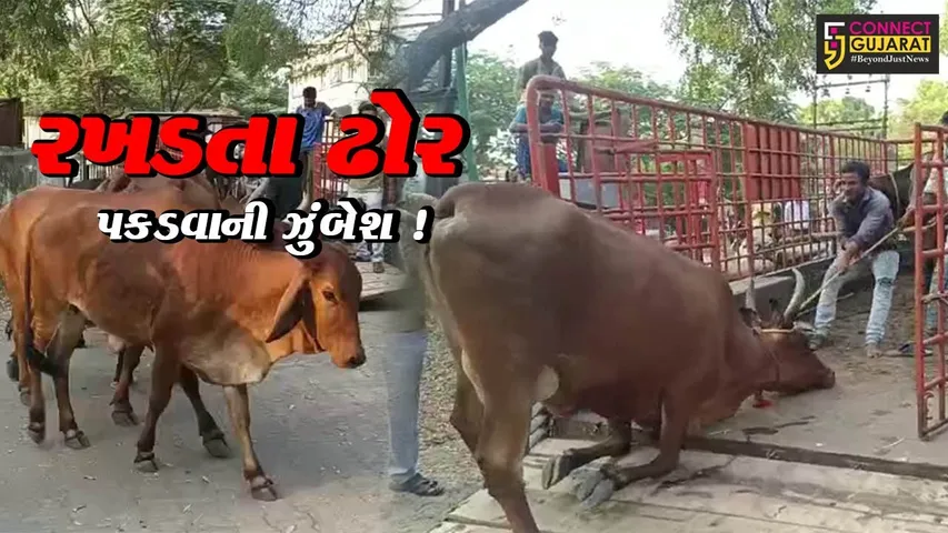 અંકલેશ્વર: અકસ્માતો બાદ નગર સેવા સદન દ્વારા રખડતા ઢોર પકડવાની ઝુંબેશ શરૂ કરાય