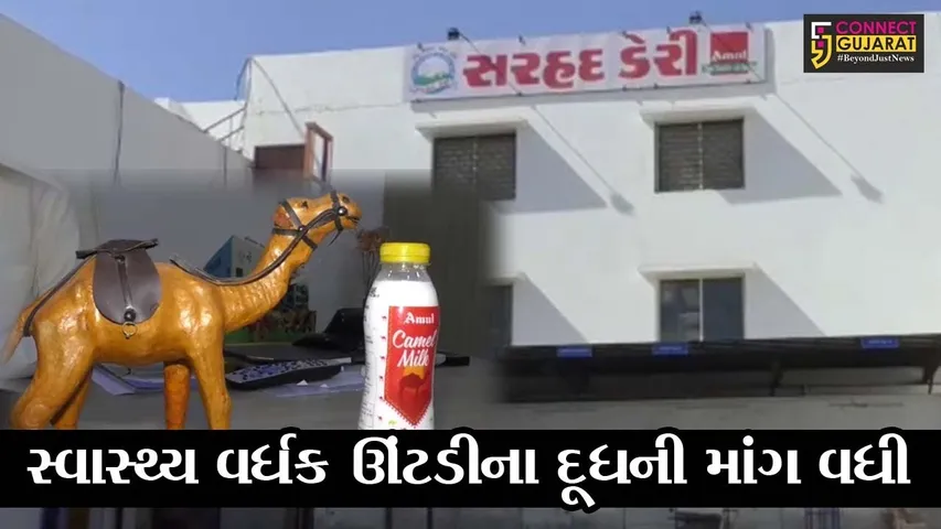 કચ્છનું ગૌરવ : “સરહદ ડેરી”માં ઊંટડીના દૂધનું ઉત્પાદન, અનેકો બીમારીઓનો ઈલાજ છે “ઊંટડીનું દૂધ”