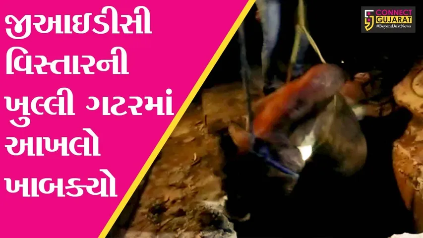 અંકલેશ્વર : છેલ્લા 2 દિવસથી GIDC વિસ્તારની ખુલ્લી ગટરમાં ખાબક્યો હતો આખલો, જુઓ “Live” રેસક્યું..!