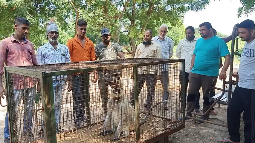 ભરૂચ : નબીપુર પાસે આવેલાં ઝંઘાર ગામે કપિરાજના આતંકથી લોકો ભયભીત