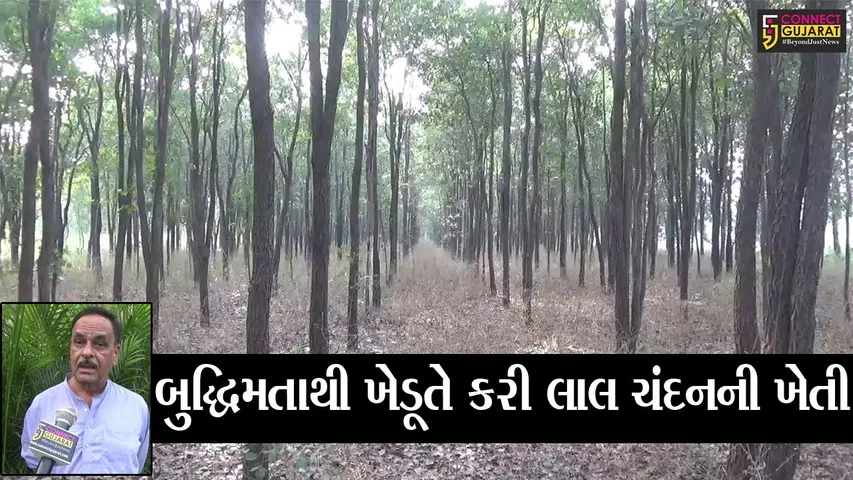 સુરત : કામરેજના ખેડૂતે કરી એવી ખેતી કે, ખેતરની ફરતે રાખવા પડ્યા સિક્યુરિટી ગાર્ડ્સ, ખેતી જોઈ આપ પણ ચોંકી ઊઠશો..!