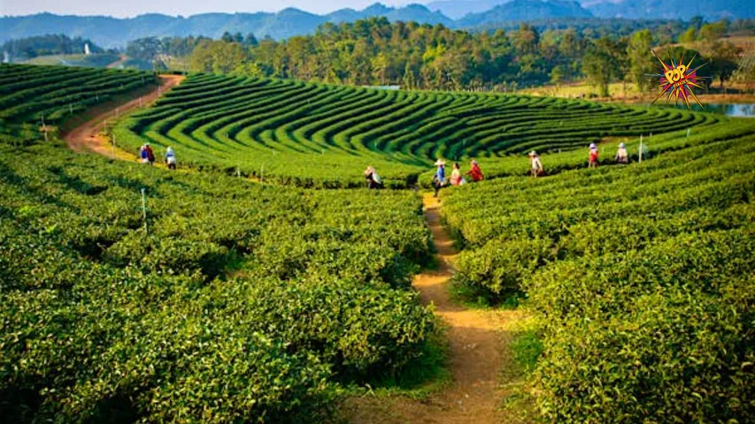 assam