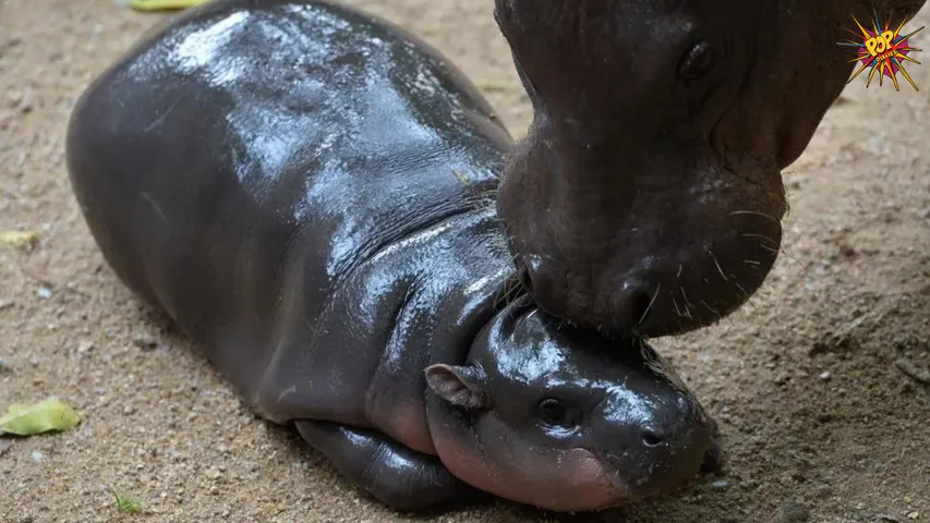 baby hippo