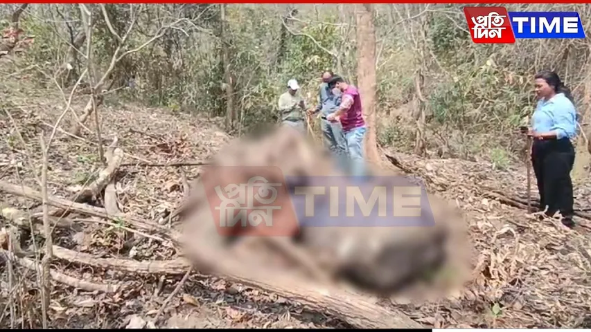 Elephant Carcass Found in Rani Forest, Poaching Suspected