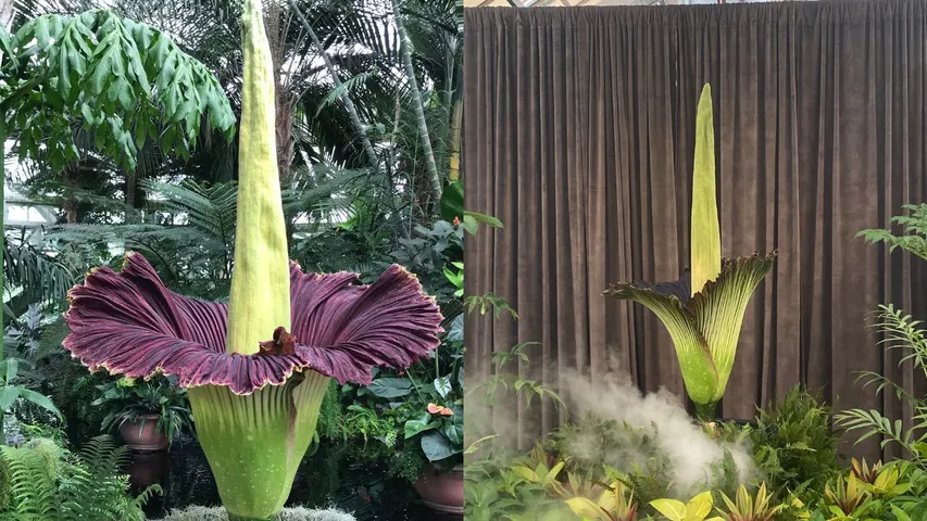 Corpse flower at Australia Sydney