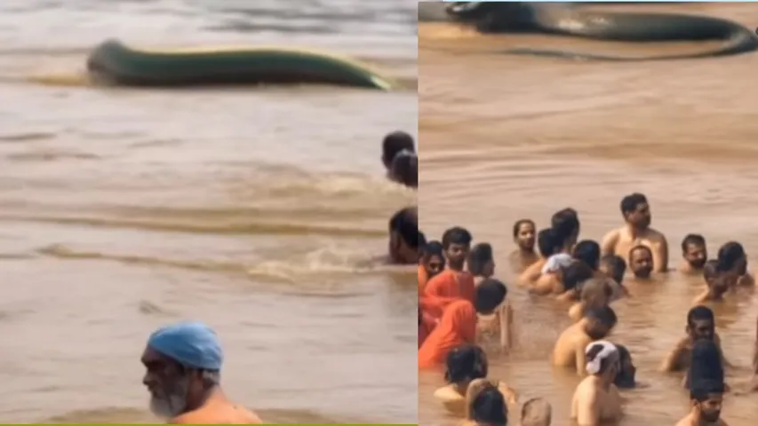 Prayagraj Maha Kumbh Mela 2025 100 Feet Long Snake Viral Video