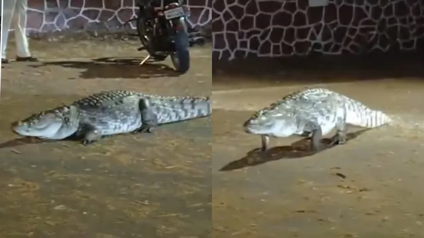 Crocodile