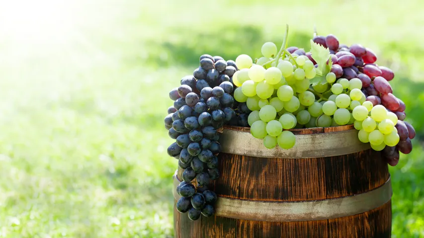 Black and green grapes