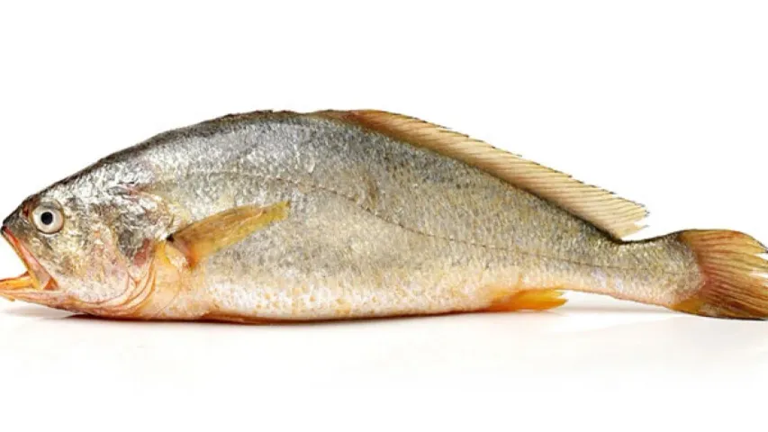 Fish: అమ్మో.. ఒక్క చేప రూ.3.90 లక్షలకు అమ్ముడుపోయింది..