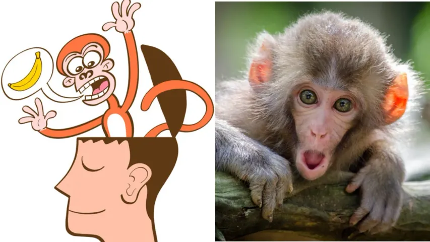Monkey Mind: మంకీ మైండ్‌ అంటే ఏంటి?.. ప్రవర్తన ఎలా ఉంటుంది?