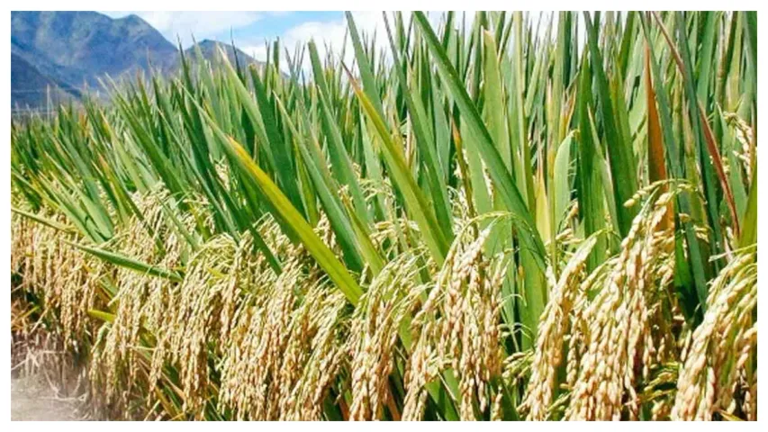 Kisan Fasal Bima Yojana: పంట బీమా రైతులకు ఎలా ఉపయోగపడుతుంది!