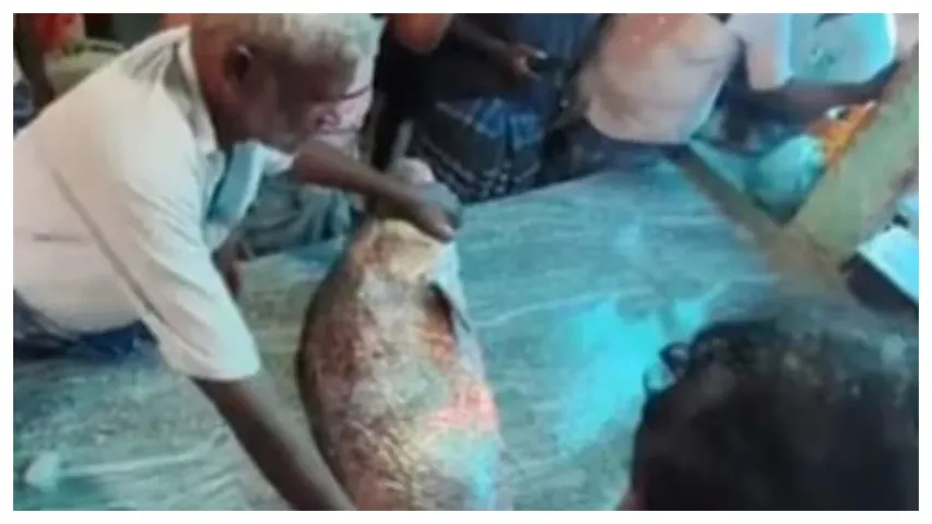 Fish Price : చేప ధర రూ.2 లక్షలా? అయినా ఈ చేపలో అంత ప్రత్యేకత ఏముంది?