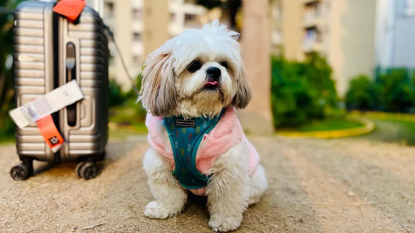 Air India’s Guide To Travelling With Pets: All You Need To Know